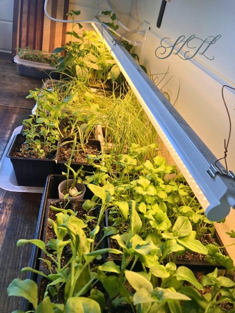 healthy seedling growing on a kitchen counter under grow lights