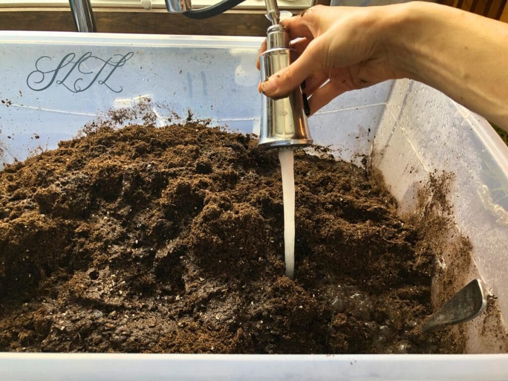 putting water into a tub of dry seed starting soil mix