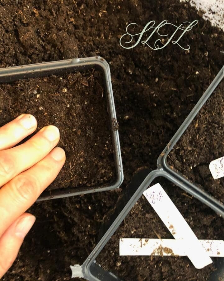 patting down seed starting soil mix into seed starting pots