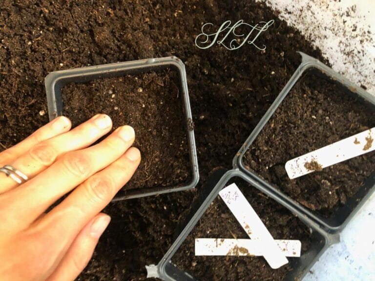 patting down seed starting soil mix into seed starting pots