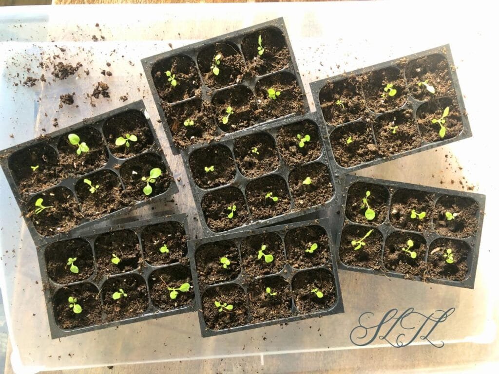 healthy potted seedlings in fresh seed starting mix