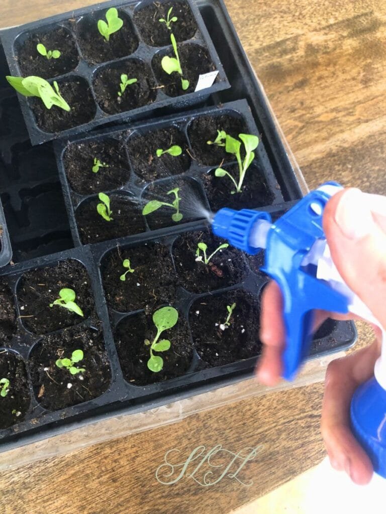 spraying water on young seedlings